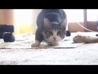 cat twerk. move your body. cat twerk trap